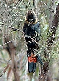 Glossy Black Cockatoo