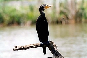 Great Cormorant