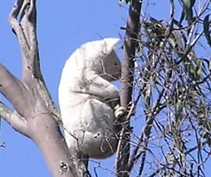An unusual Koala