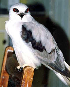 Letter-winged Kite