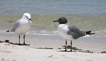 Silver Gull & Laughing Gull