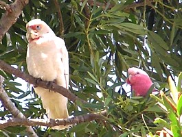 Long-billed Corella and Galah