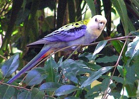 Pale-headed Rosella