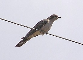 Pallid Cuckoo