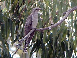 Pallid Cuckoo