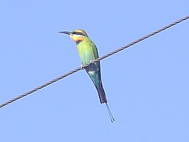 Rainbow Bee-eater