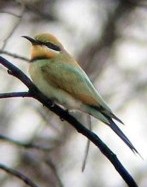 Rainbow Bee-eater