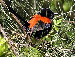 Red-backed Fairywren