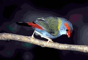 Red-browed Finch