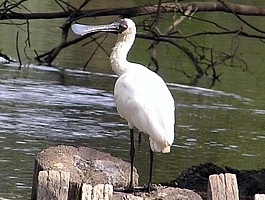 Royal Spoonbill