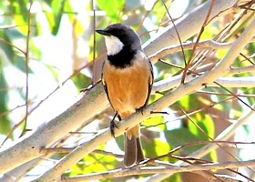 Rufous Whistler