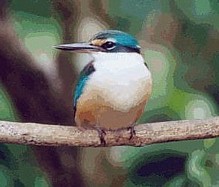 Sacred Kingfisher