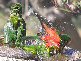 Scaly-breasted Lorikeets