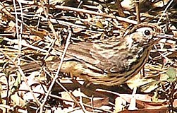 Speckled Warbler