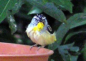 Spotted Pardalote