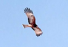 Square-tailed Kite