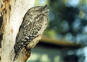 Tawny Frogmouth