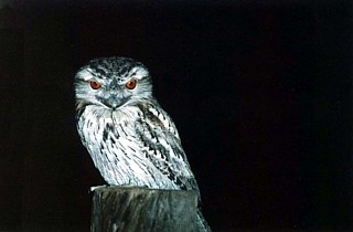 Tawny Frogmouth