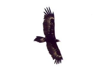 Wedge-tailed Eagle at Abberton