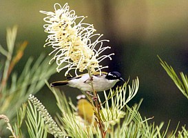 White-throated Honeyeater