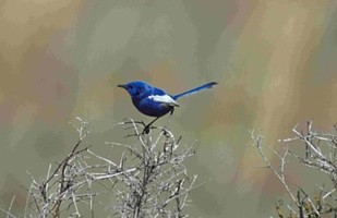 White-winged Fairy-wren