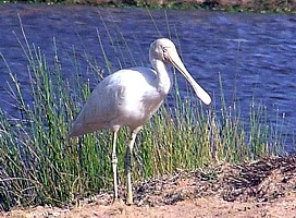 Yellow-billed Spoonbill