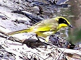 Yellow-tufted Honeyeater