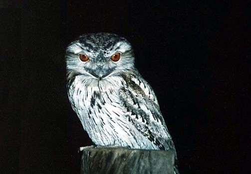  Tawny Frogmouth