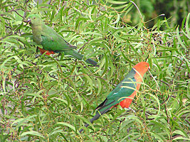 Australian King Parrot