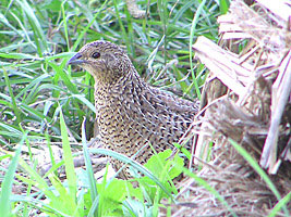 Brown Quail