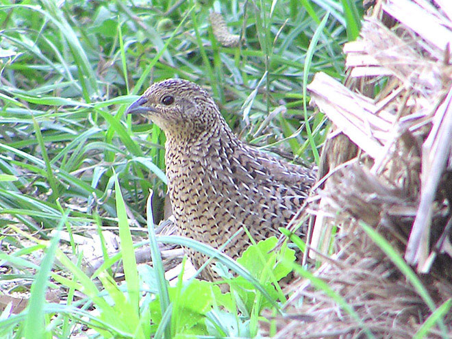 Brown Quail