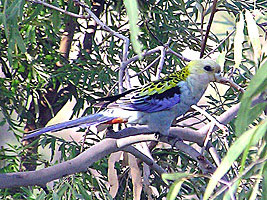 Pale-headed Rosella