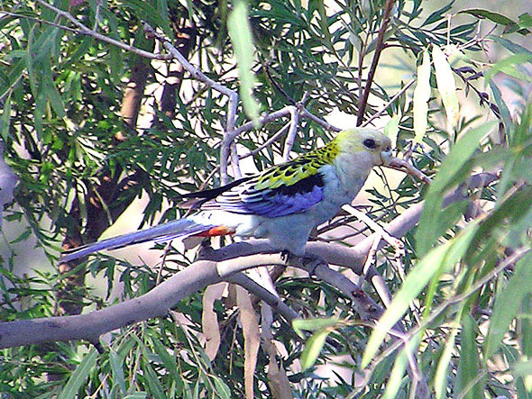 Pale-headed Rosella