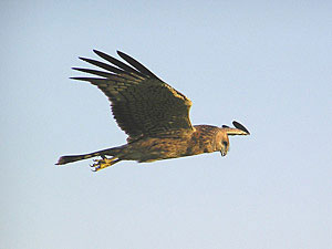 Spotted Harrier