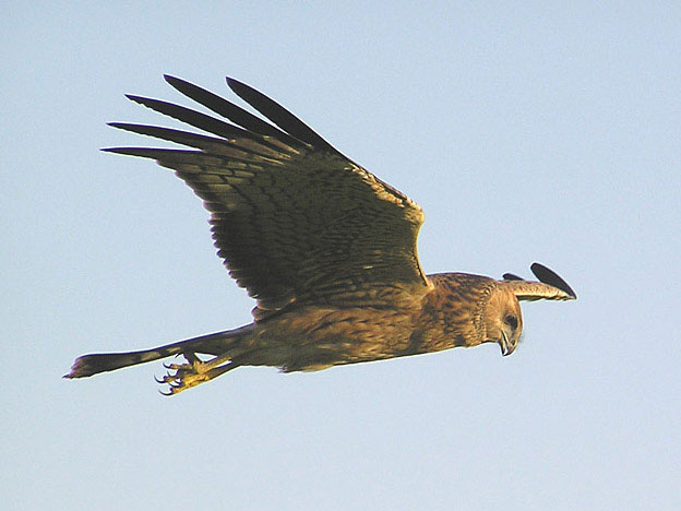 Spotted Harrier