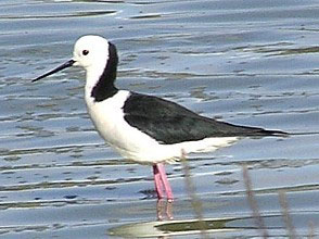 Black-winged Stilt