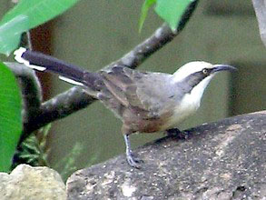 Grey-crowned Babbler