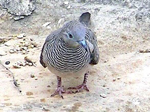 Peaceful Dove