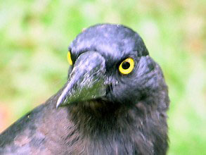 Pied Currawong