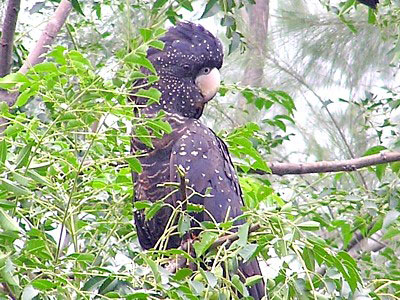 Female Red-tailed Black Cockatoo