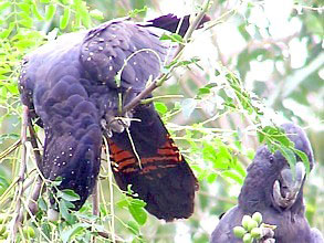 Red-tailed Black Cockatoos