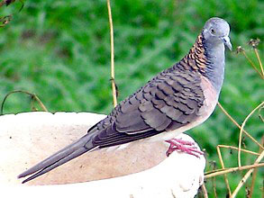 Bar-shouldered Dove