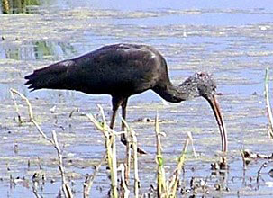 Glossy Ibis