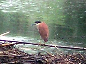 Nankeen Night-heron