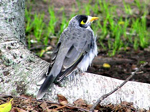 Noisy Miner