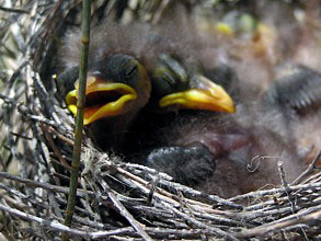 Noisy Miner nestlings