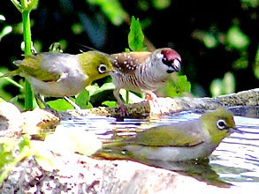 Plum-headed Finch and Silvereyes