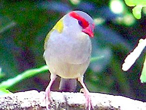 Red-browed Finch