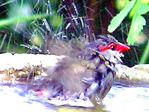 Red-browed Finch