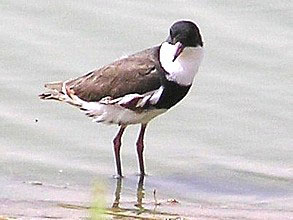 Red-kneed Dotterel